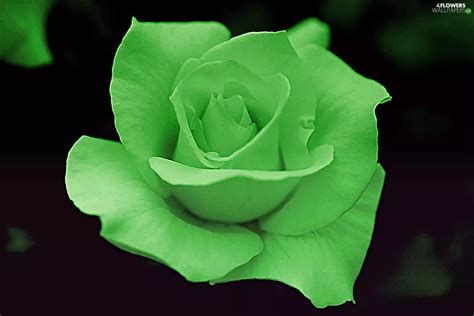 light green rose